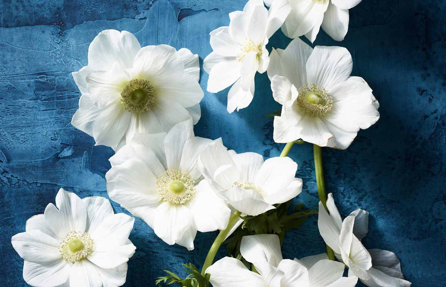 six fresh flower petals